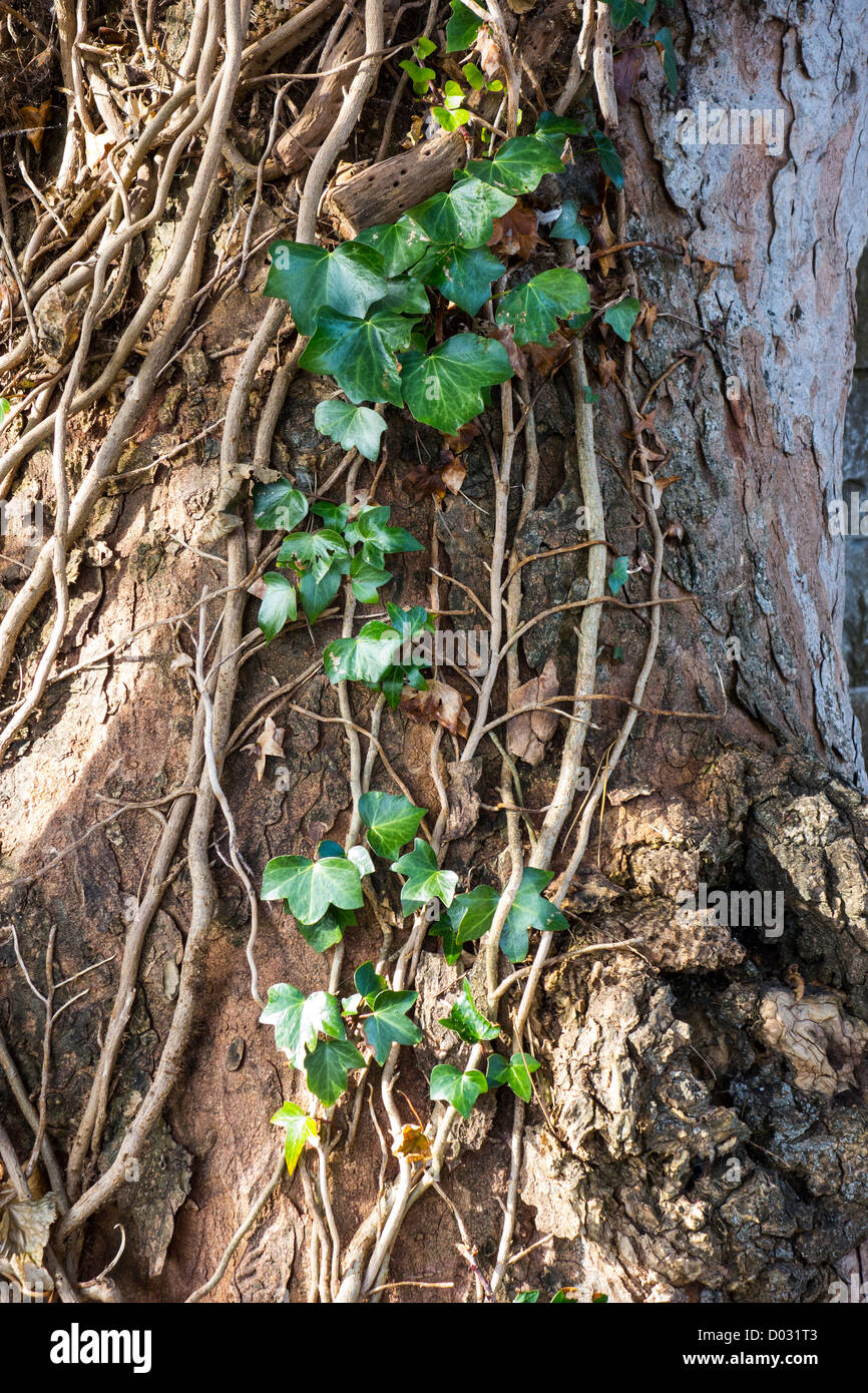 tree trunk with green leaves creeper 25063202 PNG