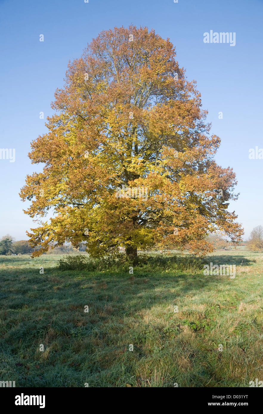 Small leaved lime tree autumn leaf colours standing in field, Sutton, Suffolk, England Stock Photo