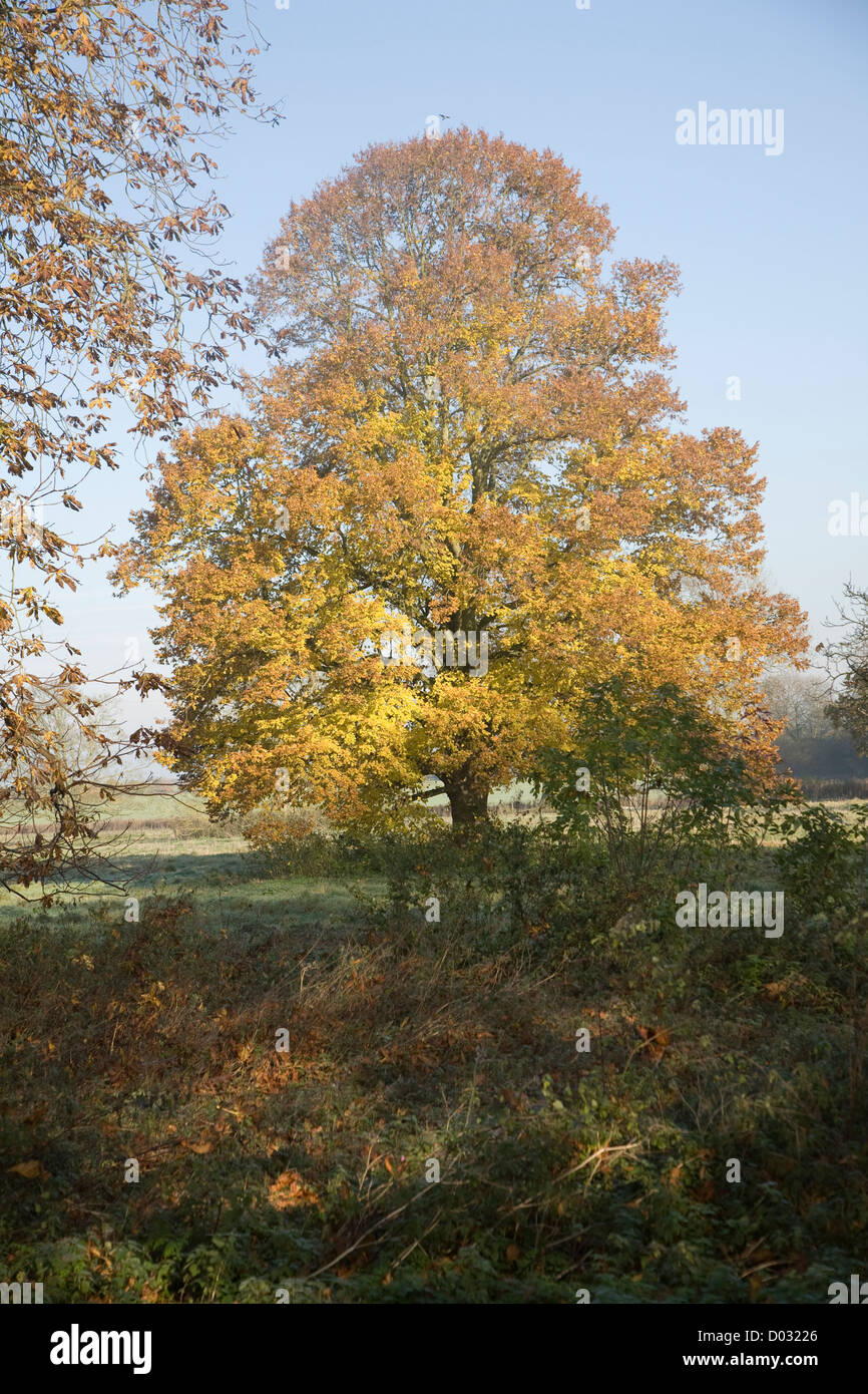 Small leaved lime tree autumn leaf colours standing in field Stock Photo