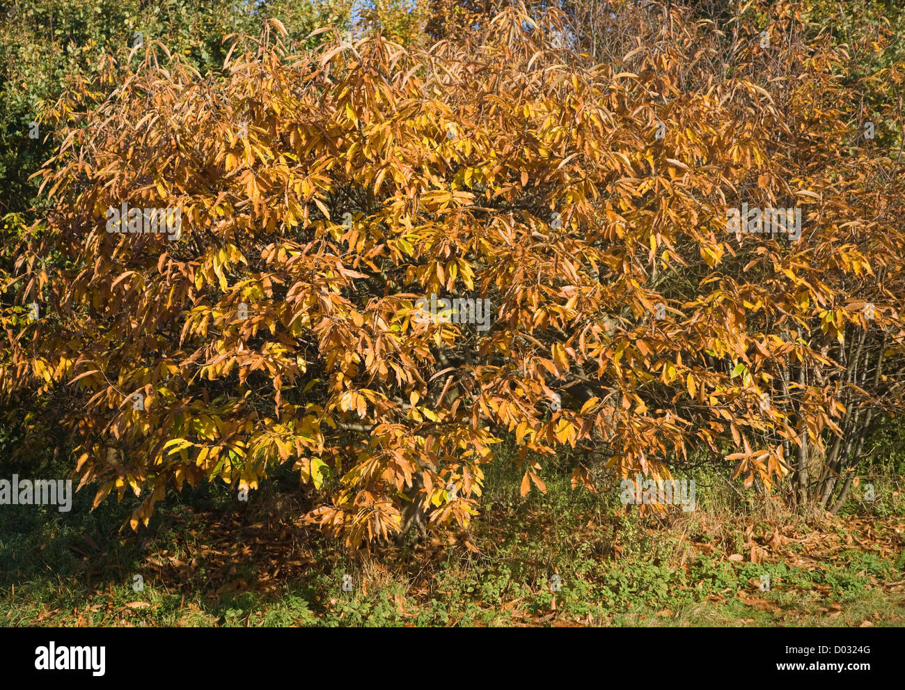 Castanea sativa Sweet Chestnut autumn leaves Stock Photo