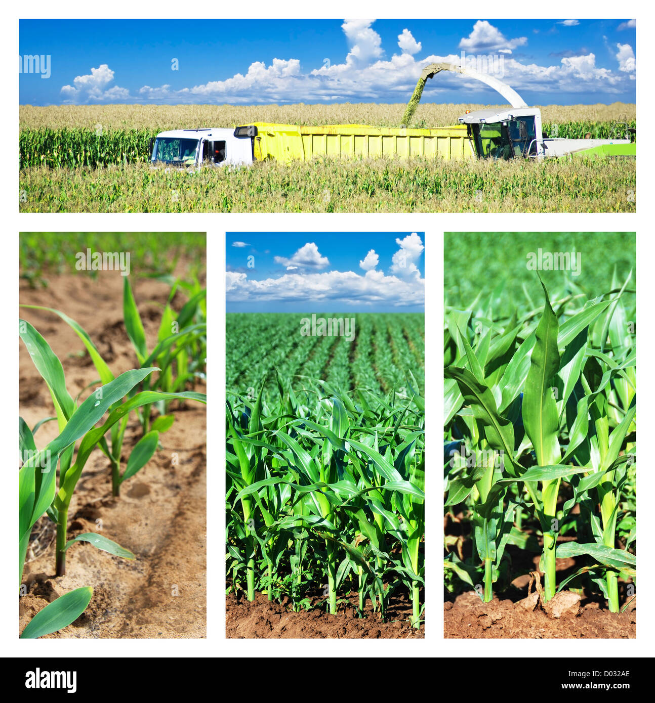 Collage of maize on the field Stock Photo