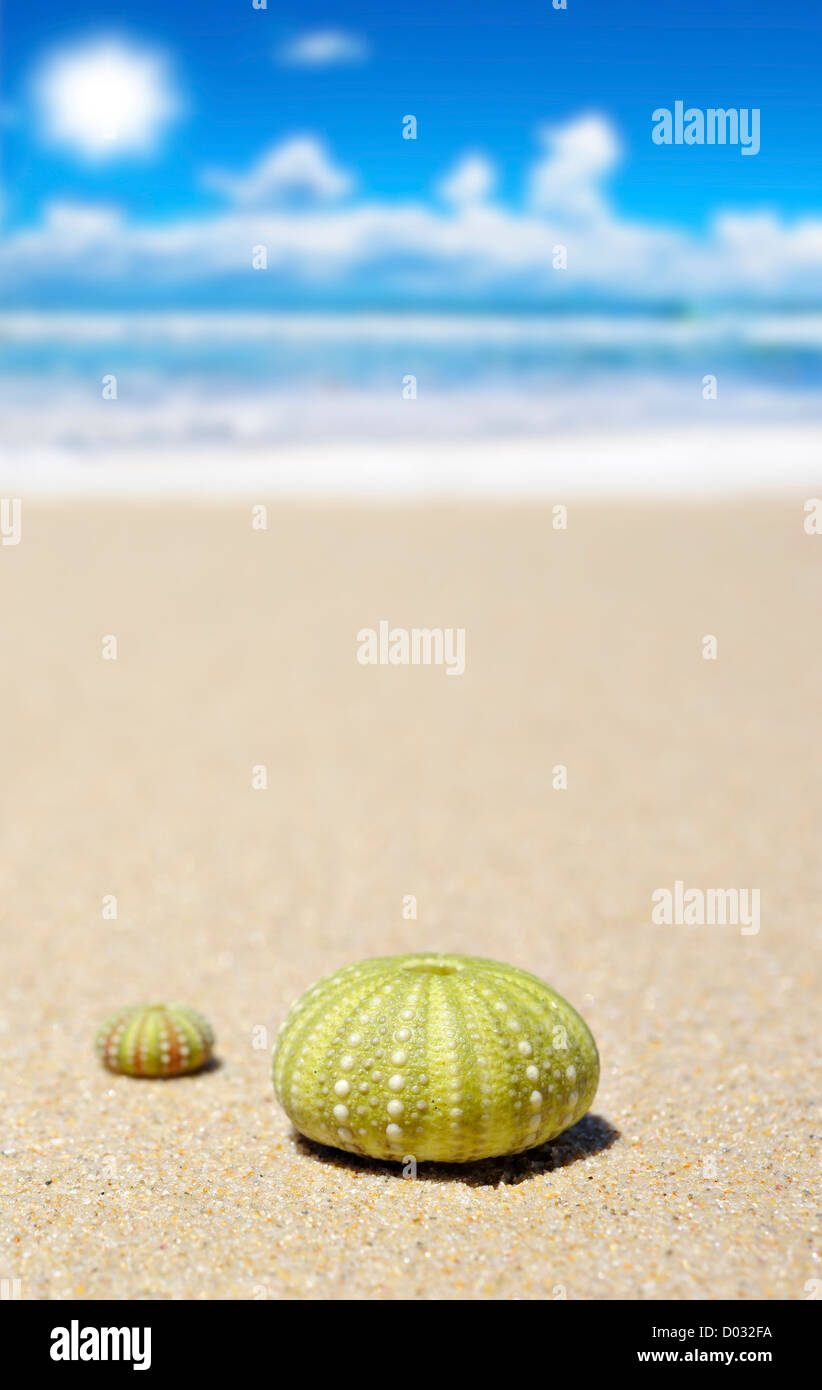Beach scene with two dead sea urchin shells Stock Photo