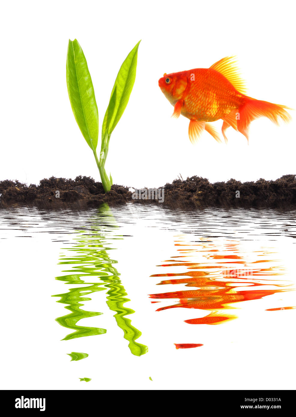 young plant goldfish and soil with water reflection showing growth and success Stock Photo