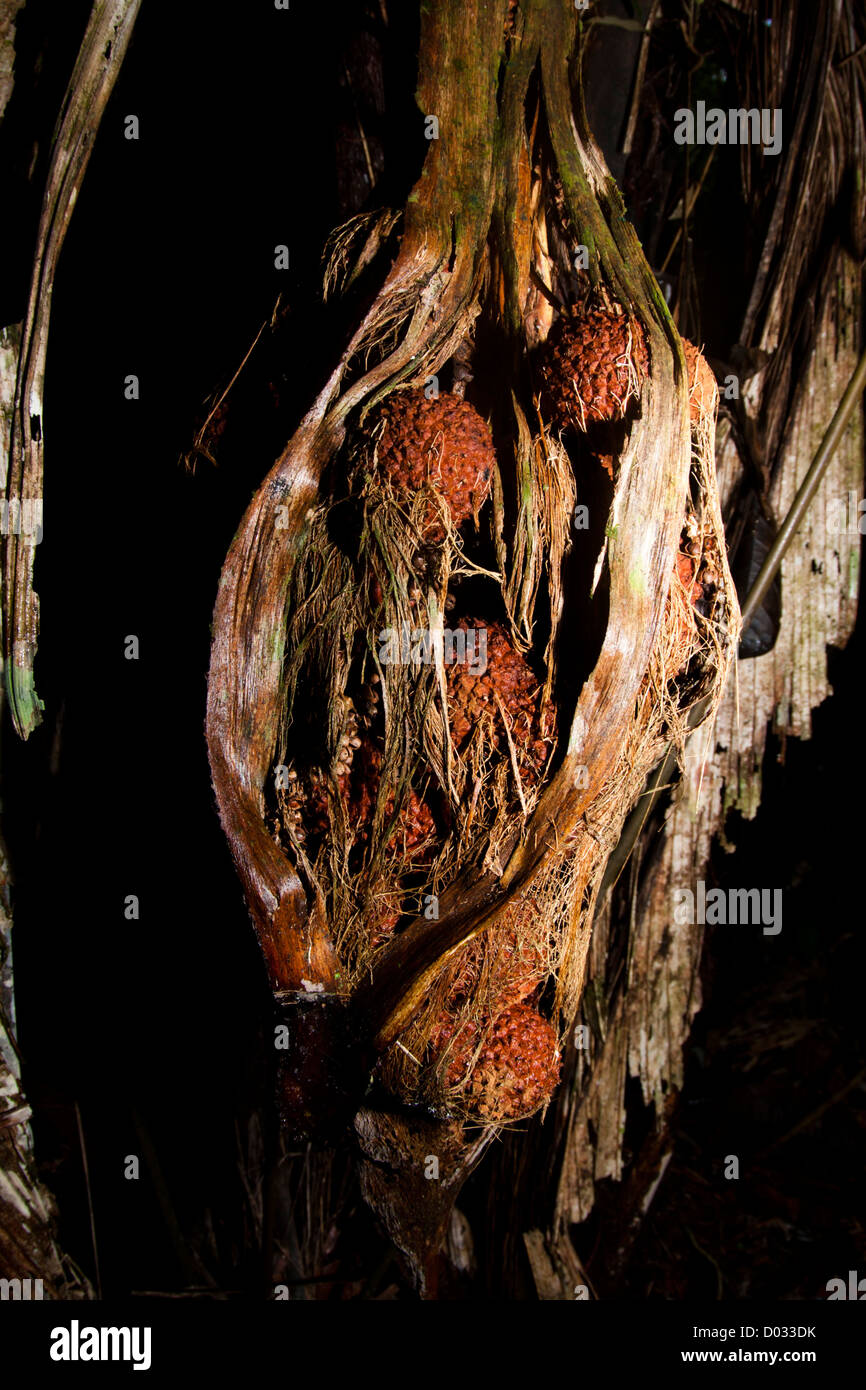 strange fruits inside amazon forest at Anavilhanas protected area, Amazonas state, Brazil Stock Photo