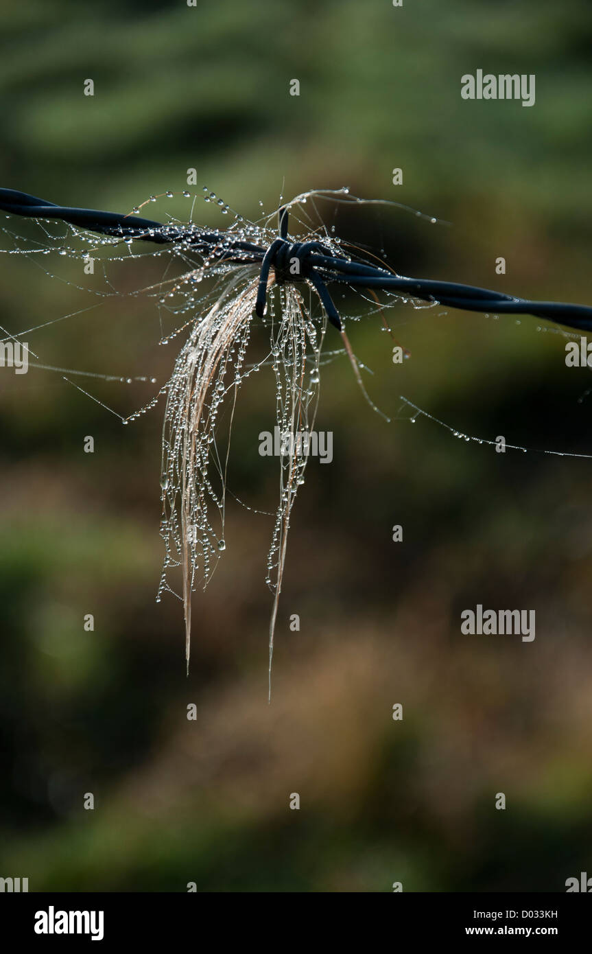 Animal hair on barbered wire fence Stock Photo