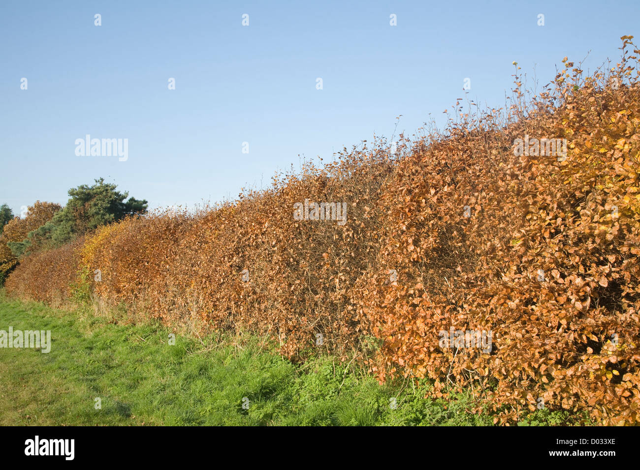 Copper Beech Hedge Fagus Sylvatica High Resolution Stock Photography