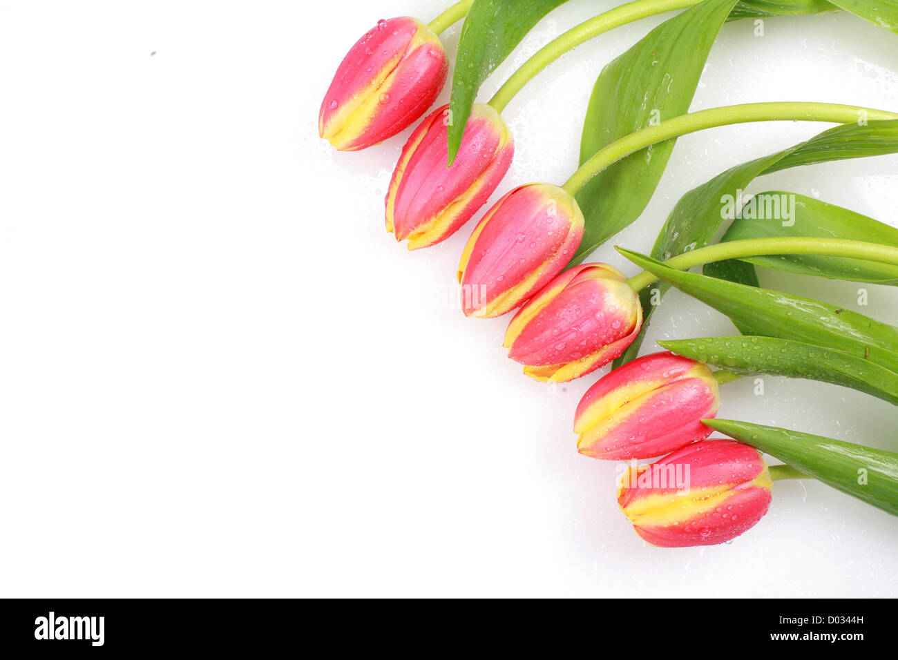 Tulips isolated on a white and background Stock Photo - Alamy