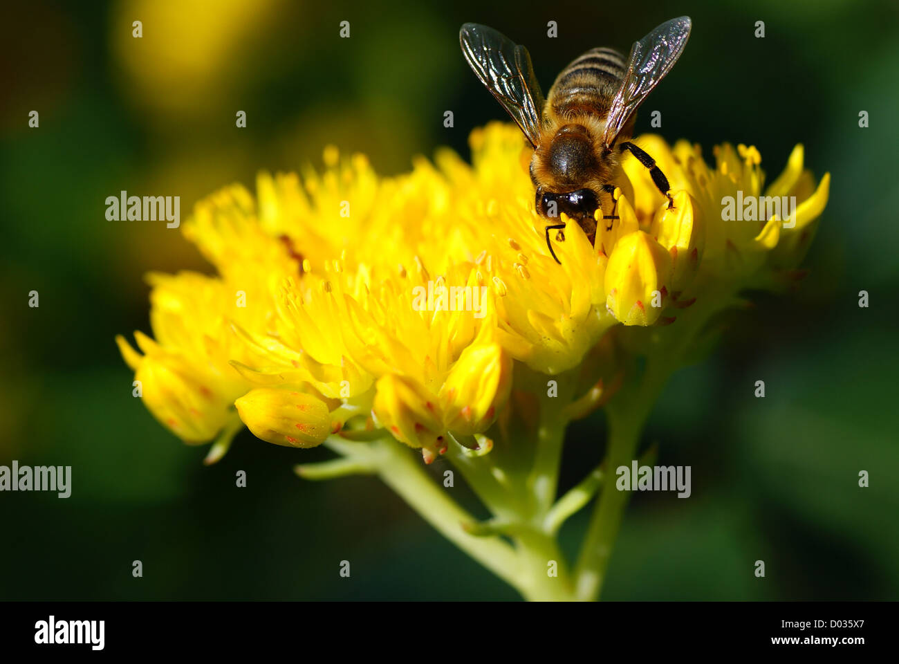 one honeybee collecting nectar of flower in garden Stock Photo