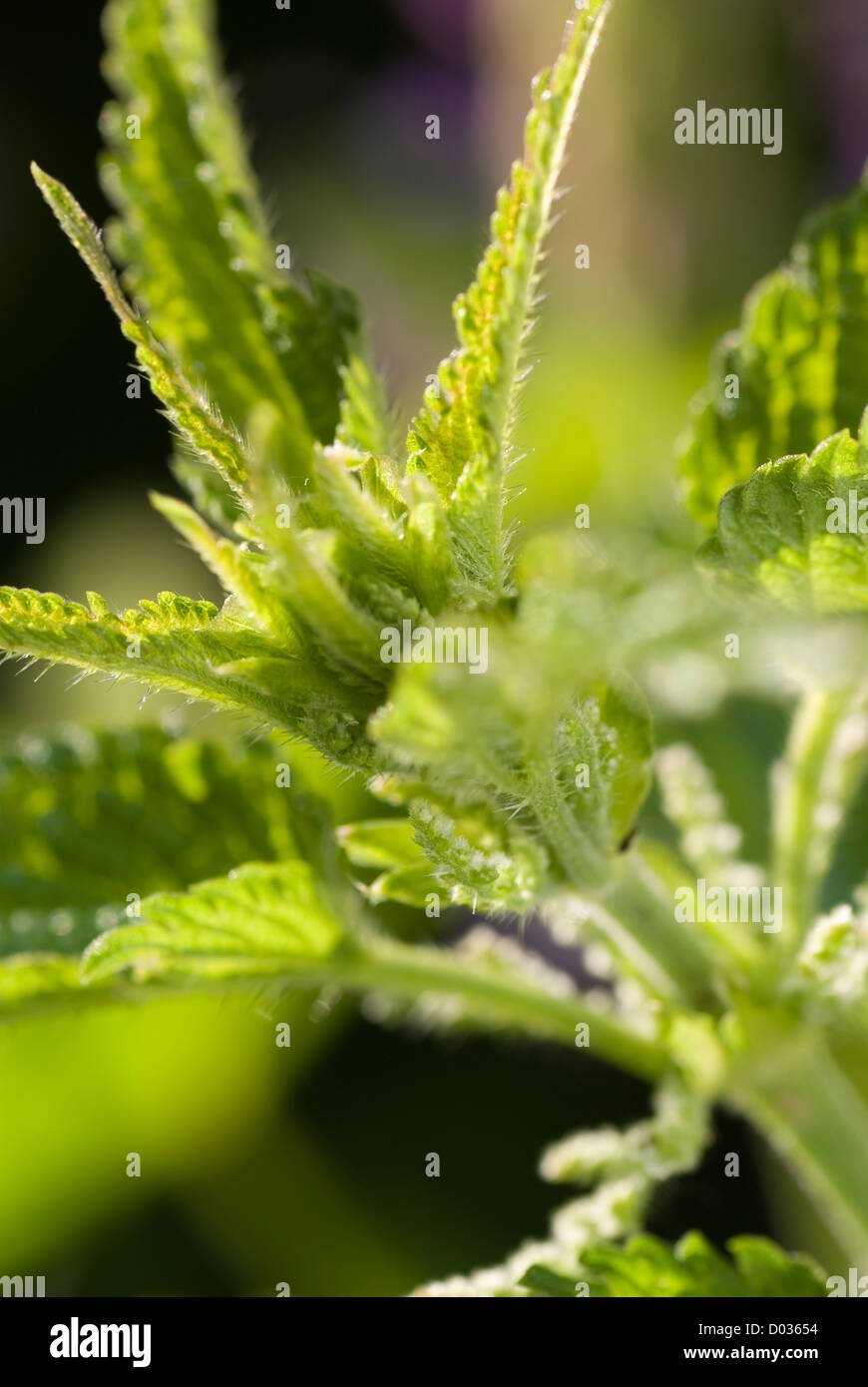 stem nettle with stinging thorn Stock Photo