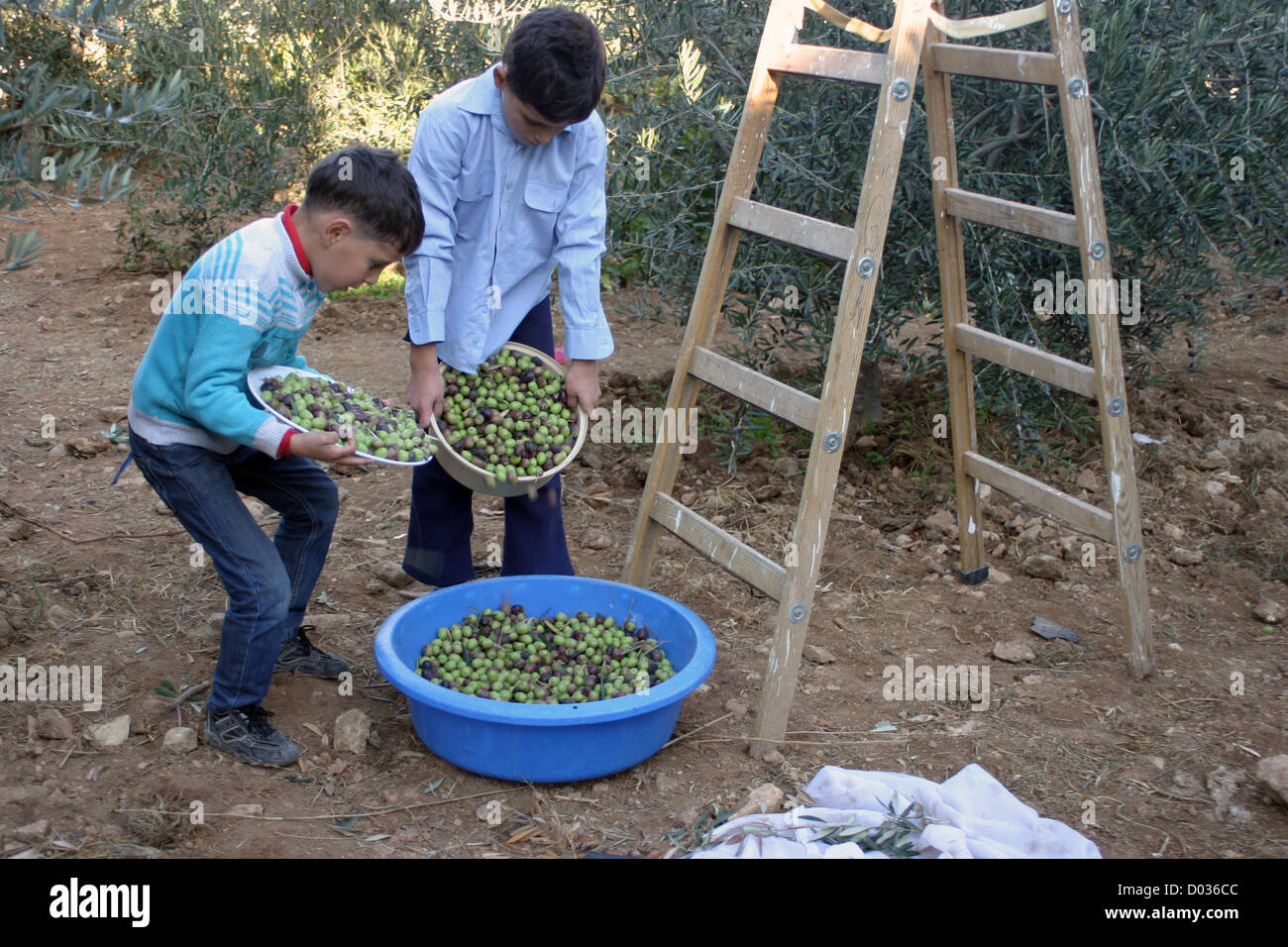 Nov. 15, 2012 - Hebron, West Bank, Palestinian Territory - Palestinian students from Jawad school take part in harvest olives in the West Bank city of Hebron on November 15, 2012. As Palestinians have marked Nov. 15 as their Independence Day since 1988, when the Palestine National Council unilaterally declared statehood in the West Bank and Gaza Strip  (Credit Image: © Najeh Hashlamoun/APA Images/ZUMAPRESS.com) Stock Photo