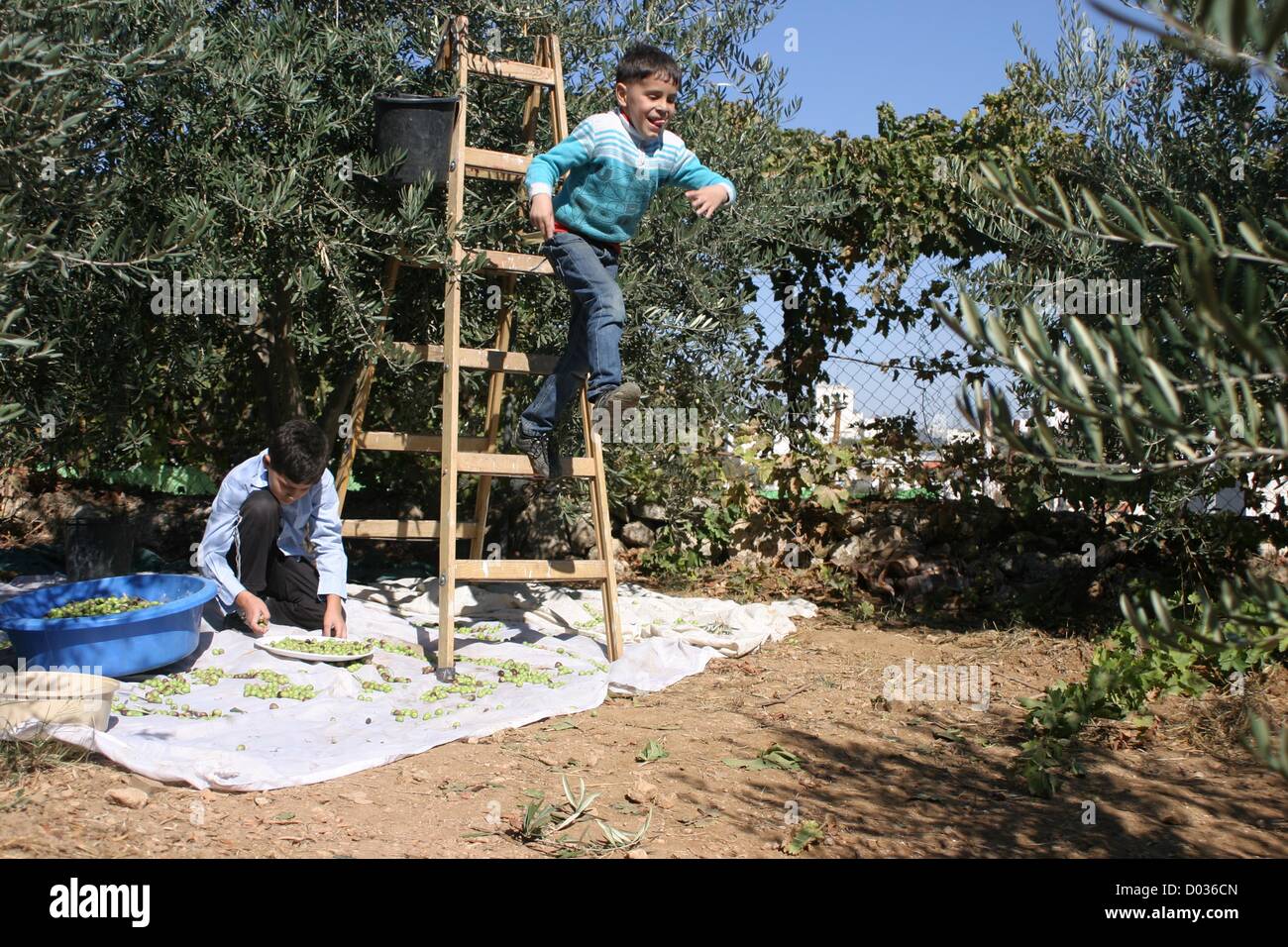 Nov. 15, 2012 - Hebron, West Bank, Palestinian Territory - Palestinian students from Jawad school take part in harvest olives in the West Bank city of Hebron on November 15, 2012. As Palestinians have marked Nov. 15 as their Independence Day since 1988, when the Palestine National Council unilaterally declared statehood in the West Bank and Gaza Strip  (Credit Image: © Najeh Hashlamoun/APA Images/ZUMAPRESS.com) Stock Photo