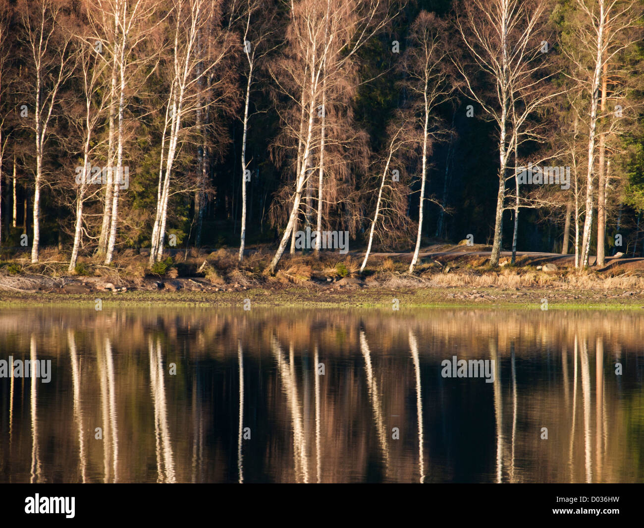 Autumn at Sognsvann in Oslo Norway with tracks for training, hiking  and walking reflection of autumn colored trees on the water Stock Photo