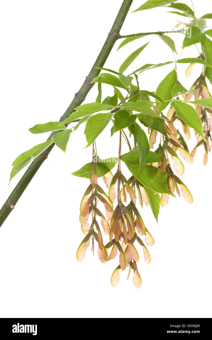 developed seed maple on branch on white background Stock Photo