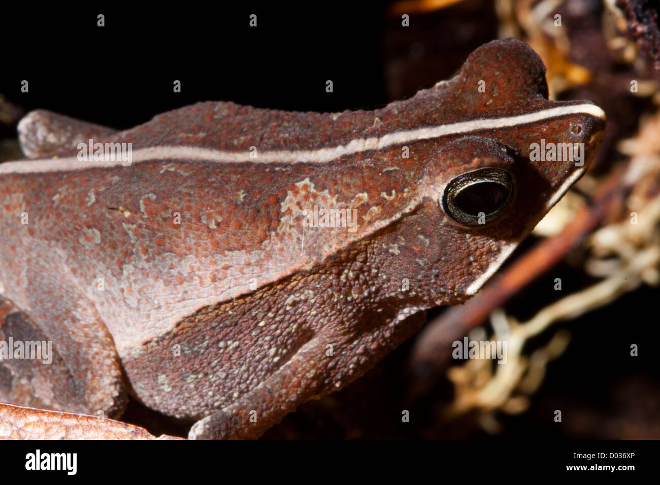 small frog, amazon forest, Anavilhanas protected area, amazonas state ...