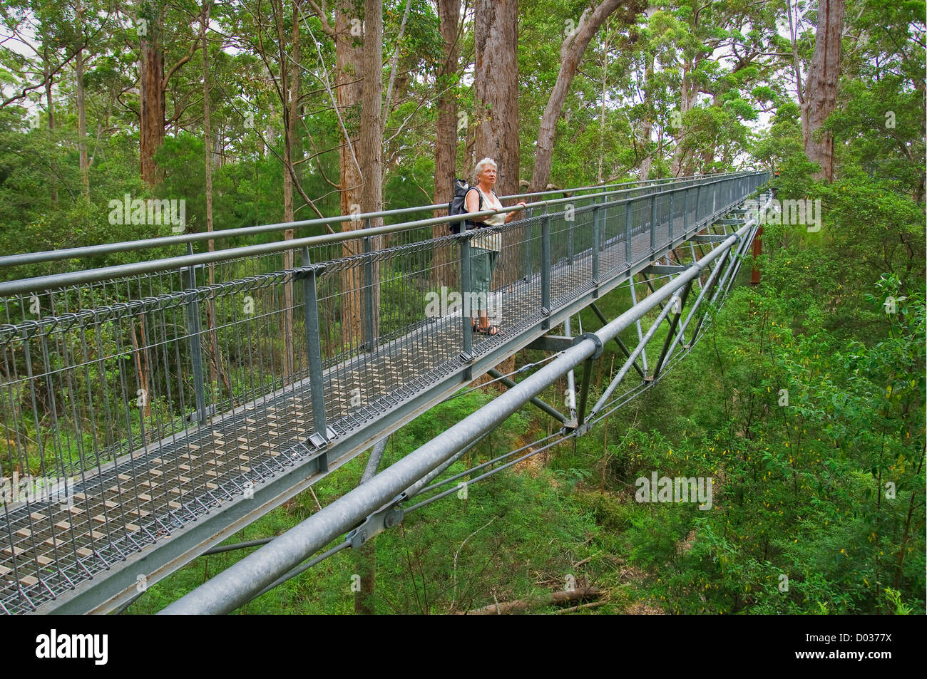 Famous Tree Top Walk in Walpole-Nornalup National Park. Stock Photo