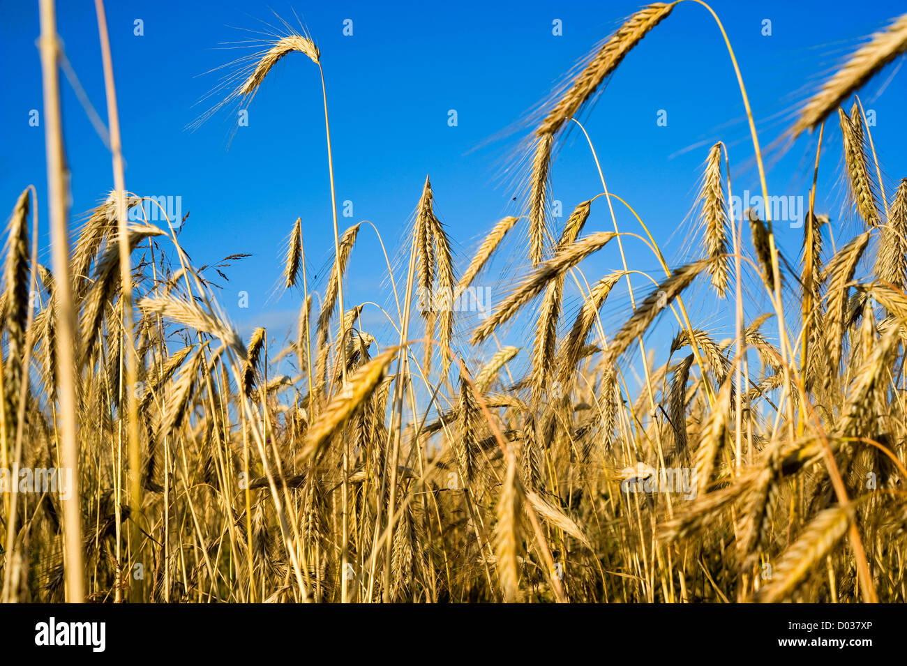 Wheat on a cornfield Stock Photo