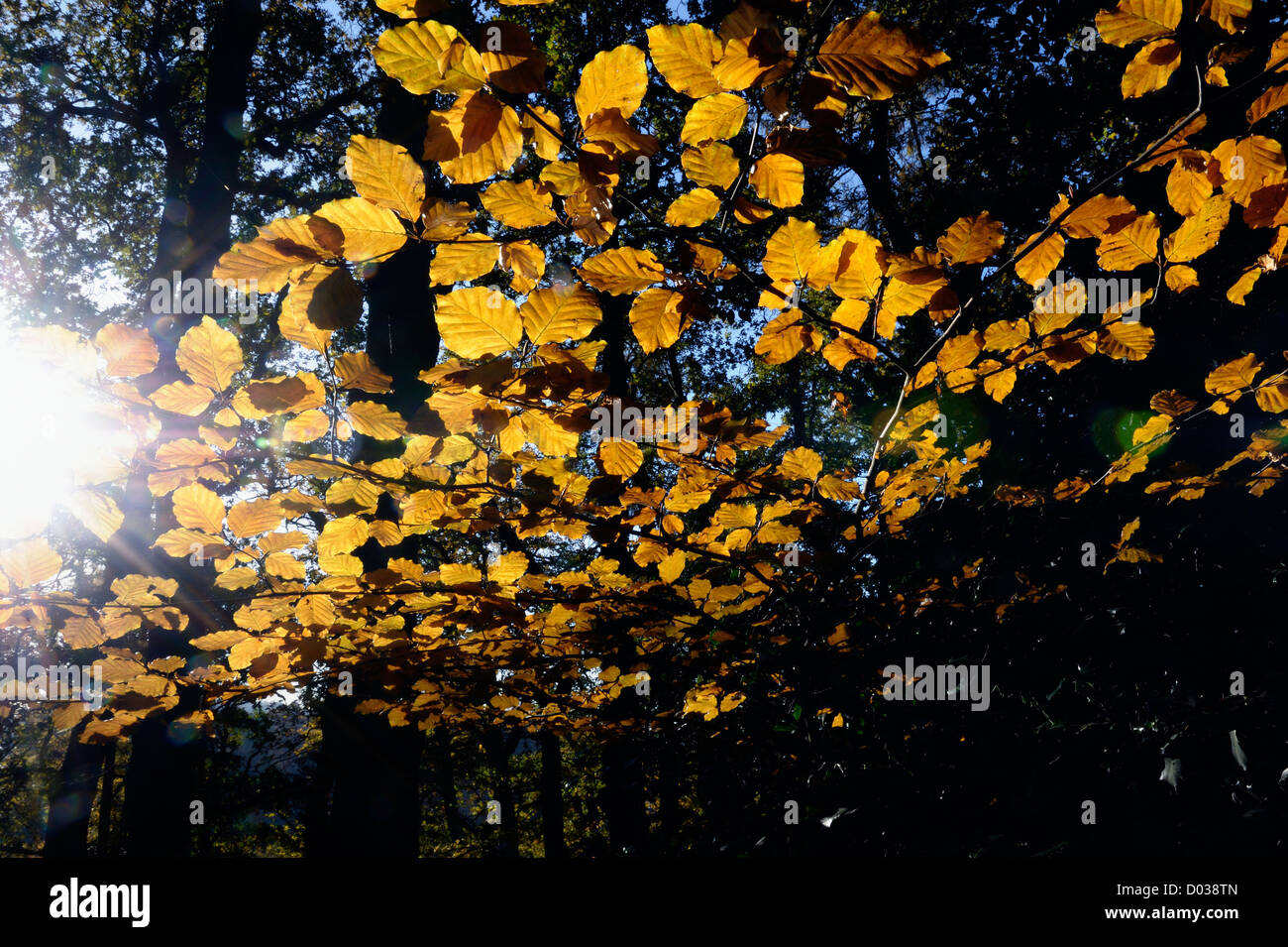 autumn leaves illuminated by the low sunshine Stock Photo