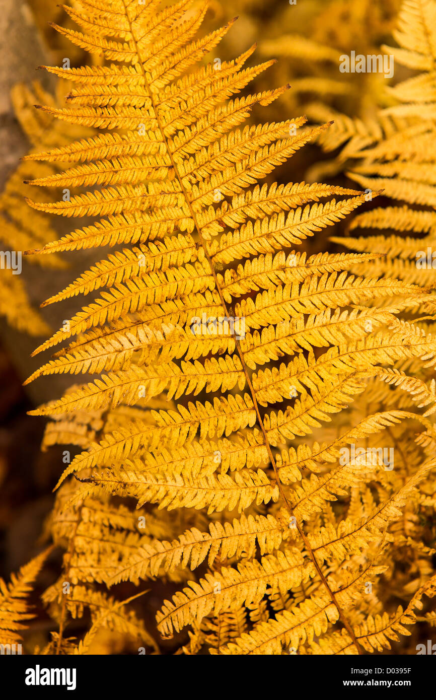 WARREN, VERMONT, USA - Ferns, autumn foliage. Stock Photo