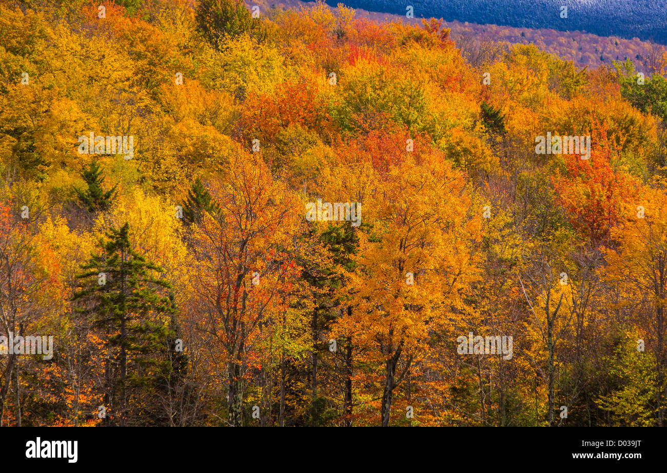 GREEN MOUNTAINS, VERMONT, USA - Autumn foliage on trees near Camel's Hump State Forest, on Route 17. Stock Photo