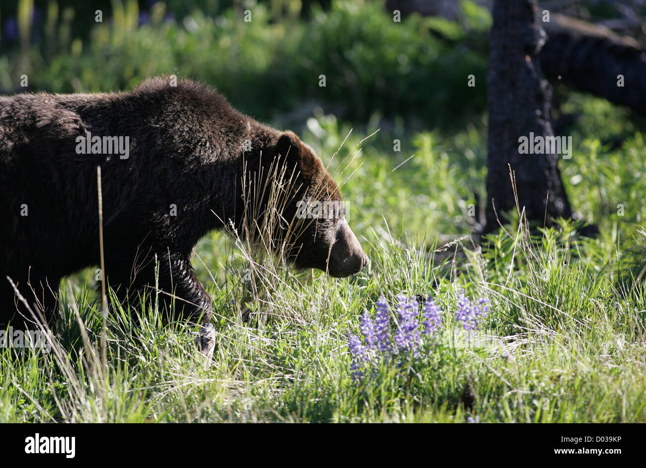 Grizzly Bear in Yellowstone National Park Stock Photo - Alamy