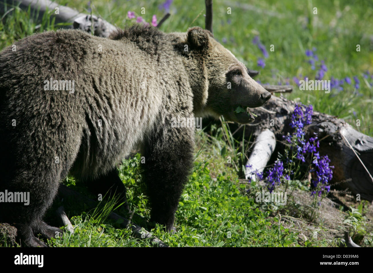 Grizzly Bear in Yellowstone National Park Stock Photo - Alamy