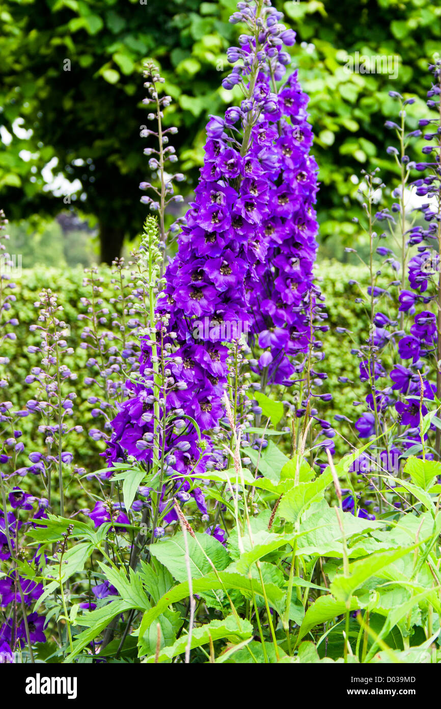 Delphinium black knight hi-res stock photography and images - Alamy