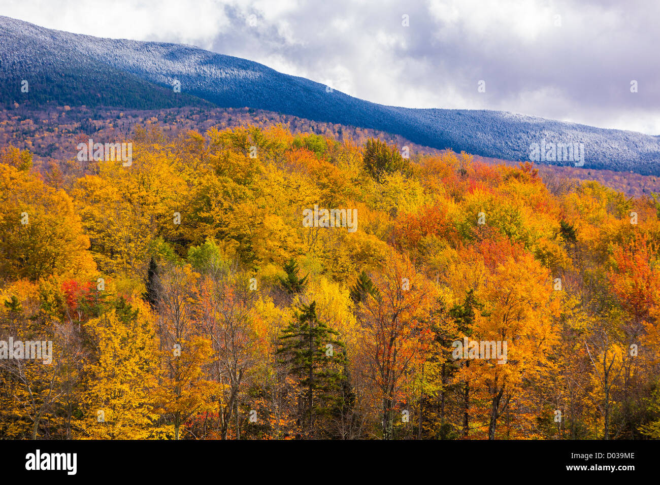 GREEN MOUNTAINS, VERMONT, USA - Autumn foliage on trees near Camel's Hump State Forest, on Route 17. Stock Photo