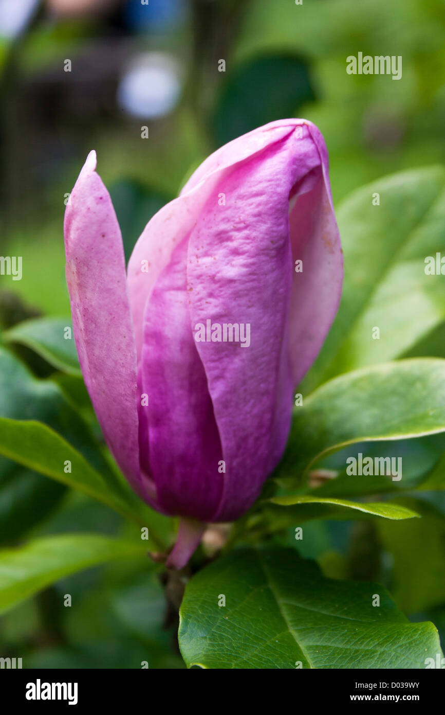 Beautiful flower of pink magnolia on a tree Stock Photo Alamy