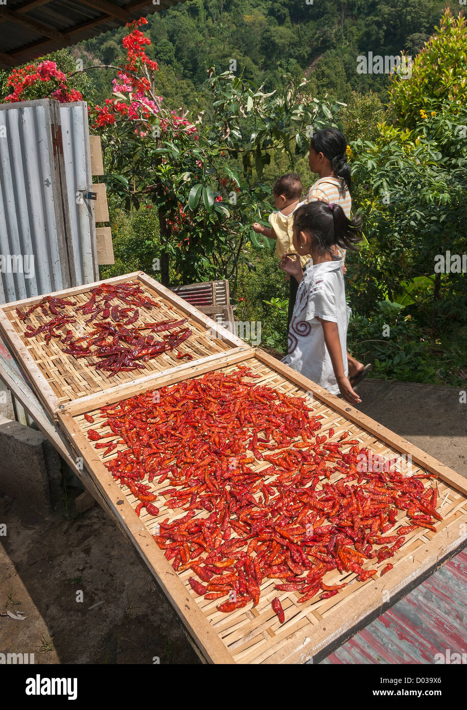 Chili peppers drying, in the village of Gitgit near Singaraja, Northern Bali, Indonesia. Stock Photo
