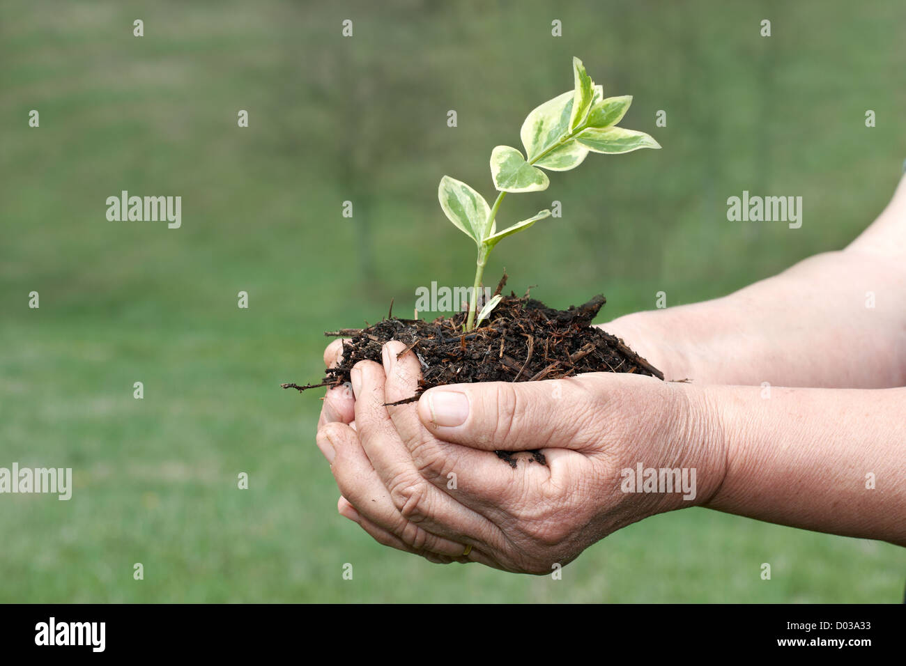 Human hands holding small plant Stock Photo - Alamy