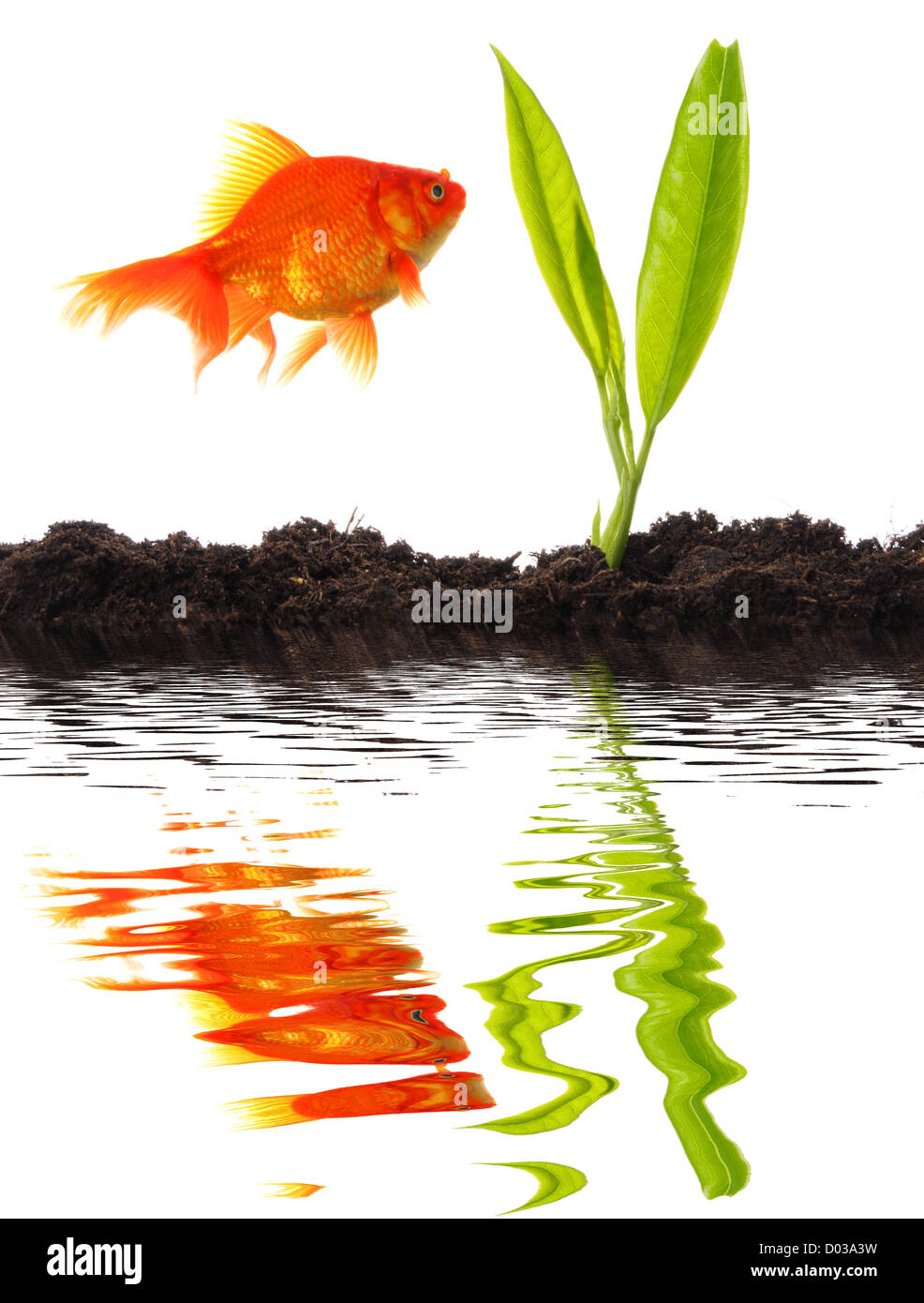 goldfish and young plant showing growth or nature concept Stock Photo