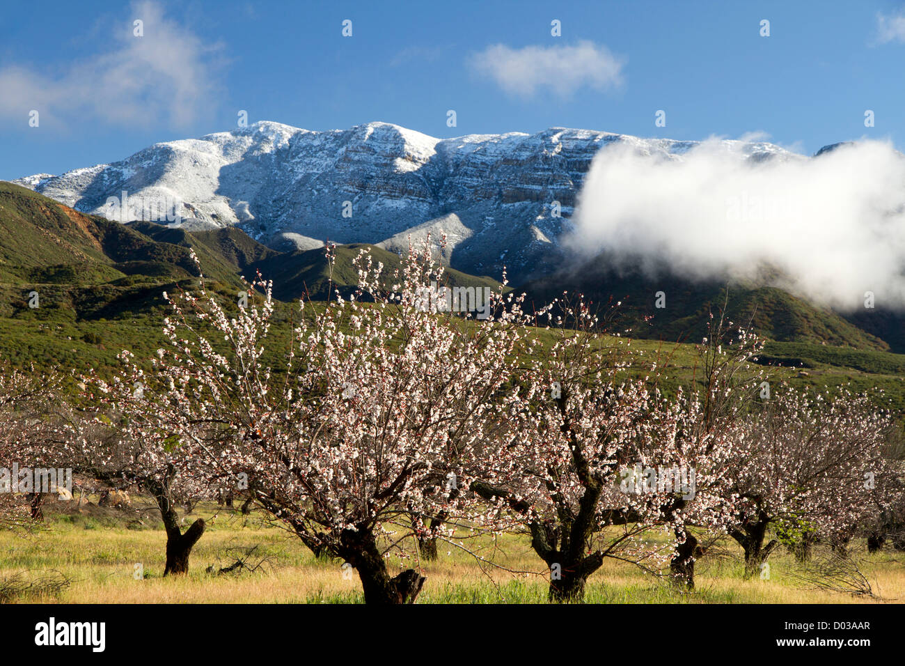 Upper Ojai Valley Agriculture Scenics Stock Photo Alamy