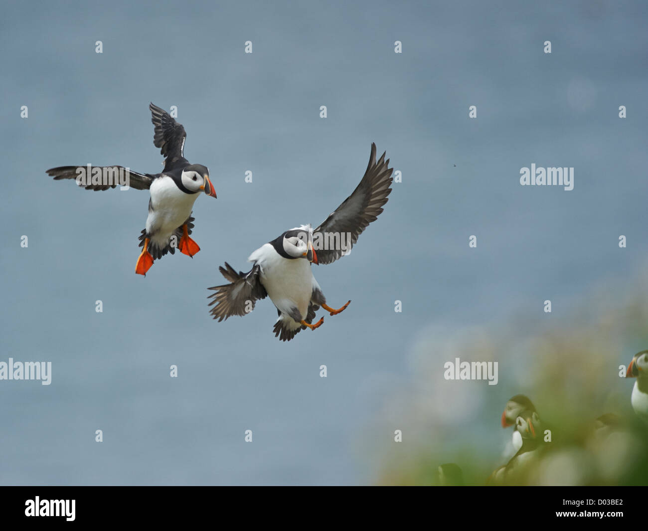 Puffin in flight carrying sand eels Stock Photo