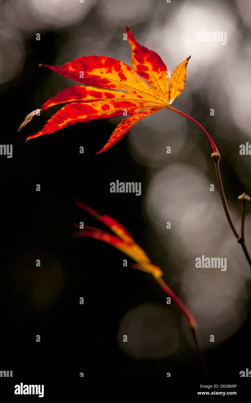 Colourful maple leaf hi-res stock photography and images - Alamy