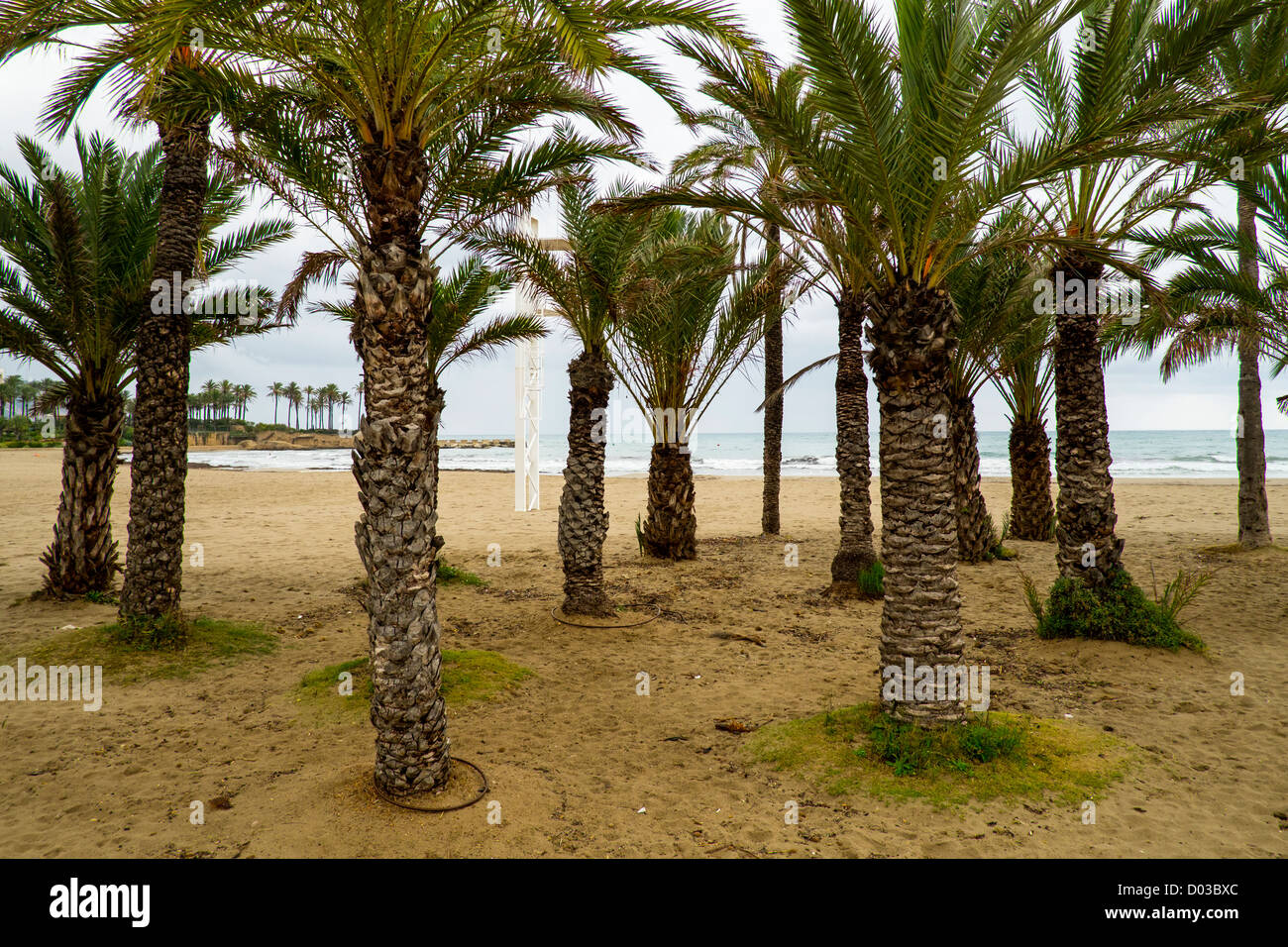 Palm trees on spanish beach hires stock photography and images Alamy
