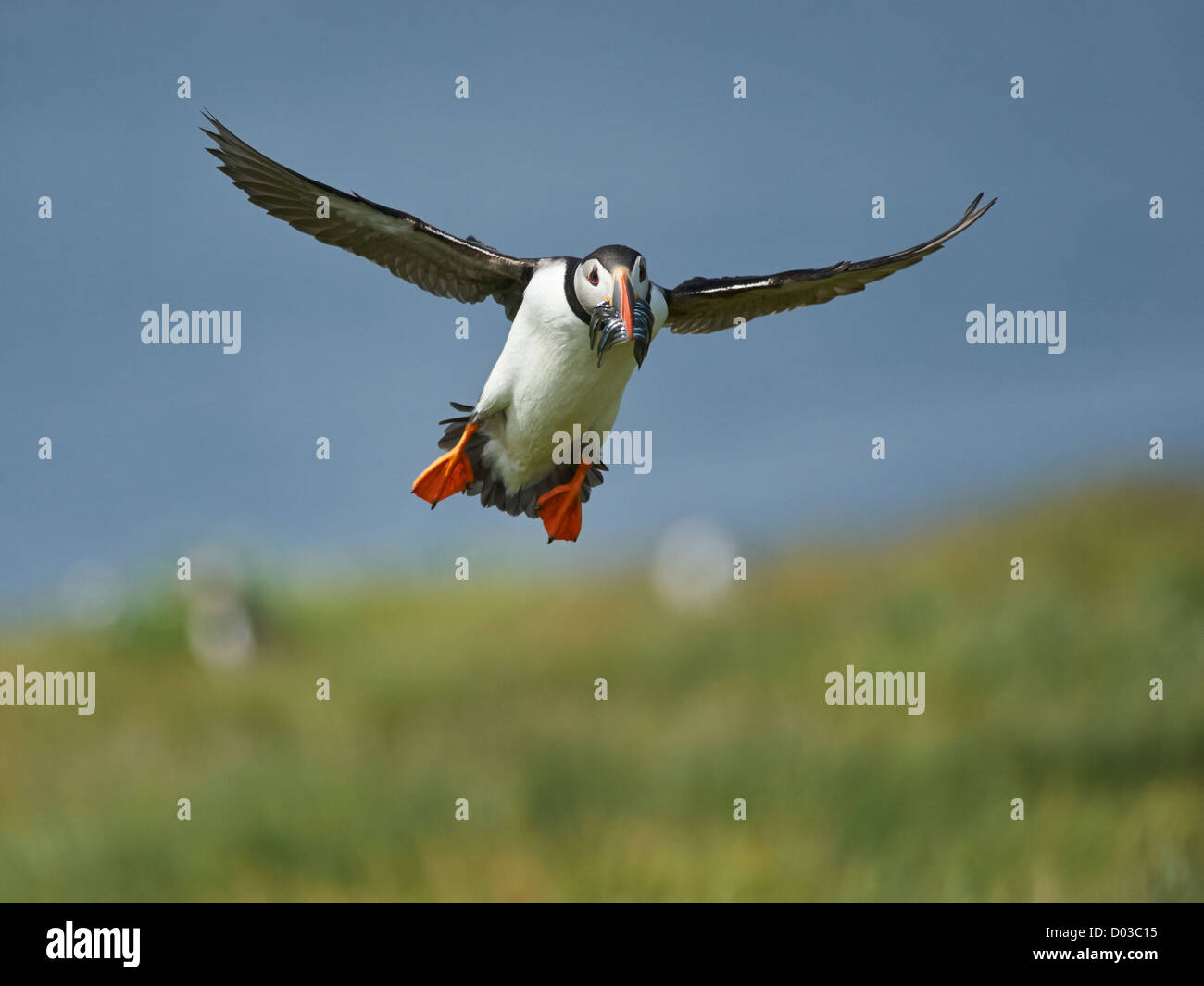 Puffin in flight carrying sand eels Stock Photo