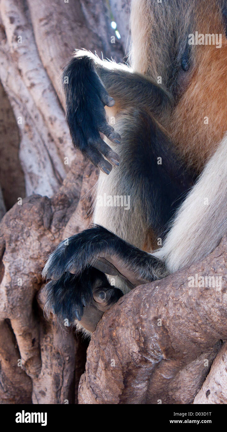 Monkey hands hires stock photography and images Alamy