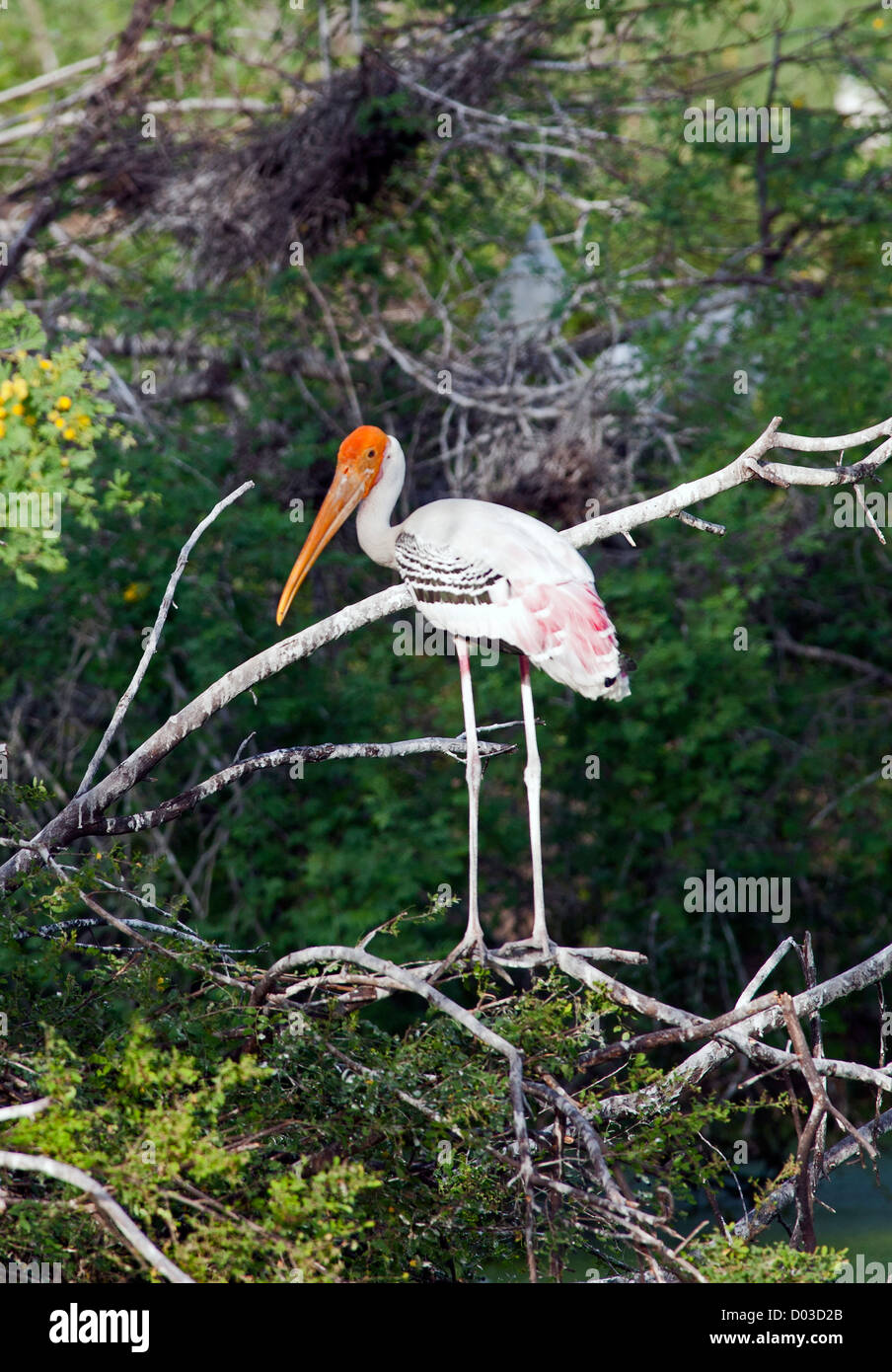 Painted Stork Keoladeo Ghana National Park previously Bharatpur Bird  Sanctuary Bharatpur Rajasthan India Stock Photo - Alamy, image size:904x1390