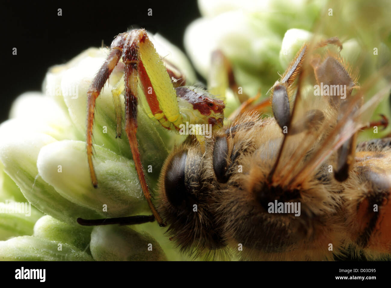 Crab spider killing bee Stock Photo Alamy