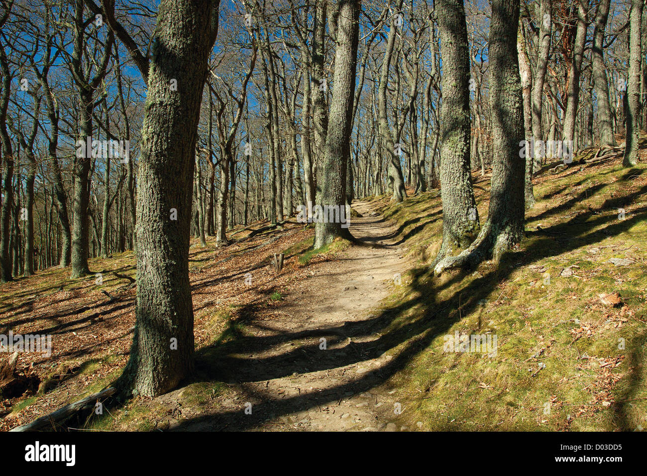 Oakwoods hi-res stock photography and images - Alamy