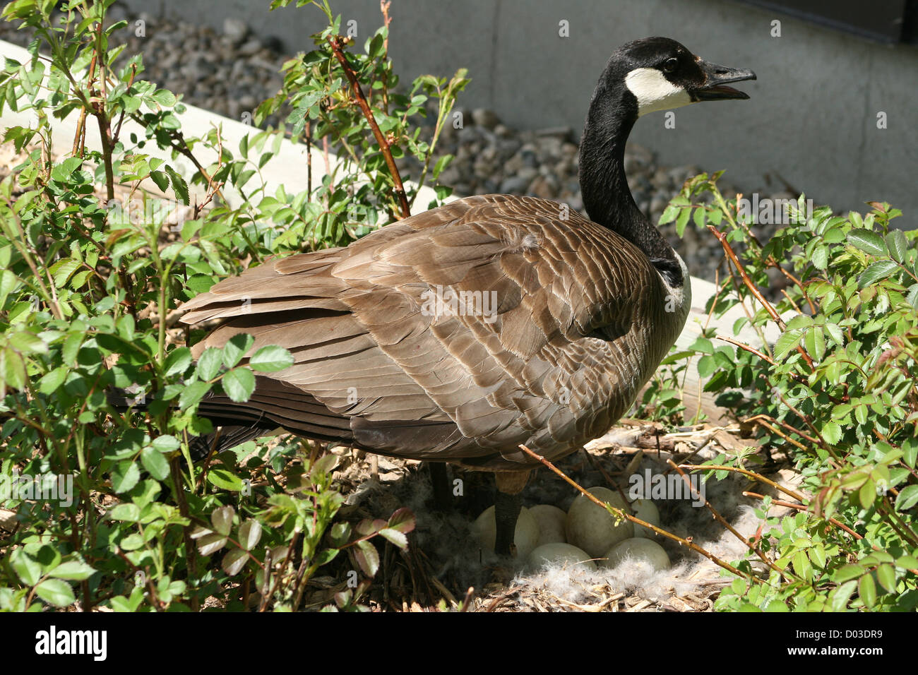 A female adult Canada Goose standing beside her nest full of eggs in spring  in Winnipeg, Manitoba, Canada Stock Photo - Alamy
