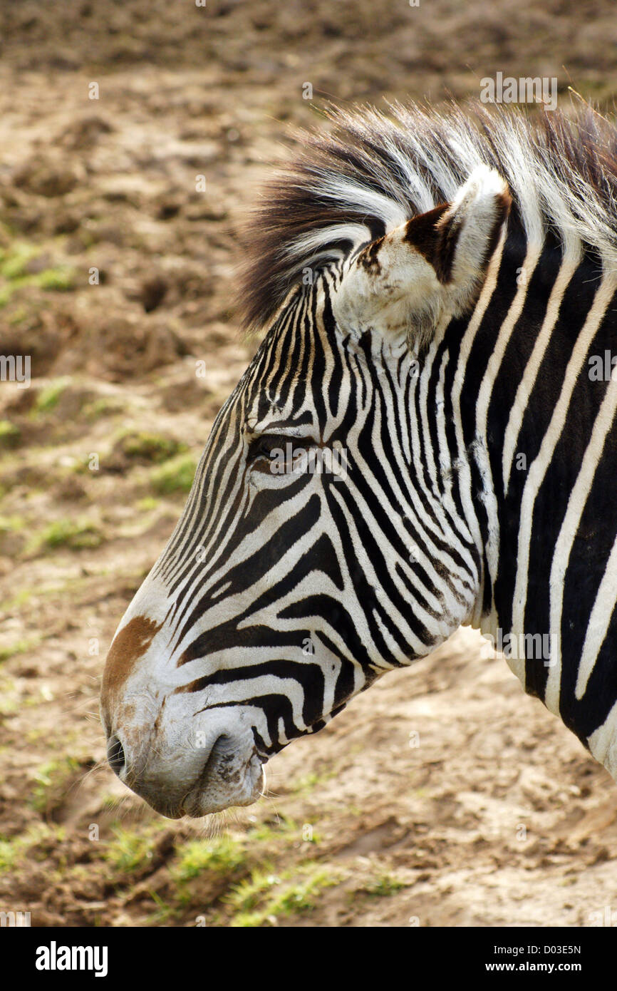 Grévy's zebra also known as the imperial zebra, is the largest living wild equid and the most threatened of the three species of zebra Stock Photo