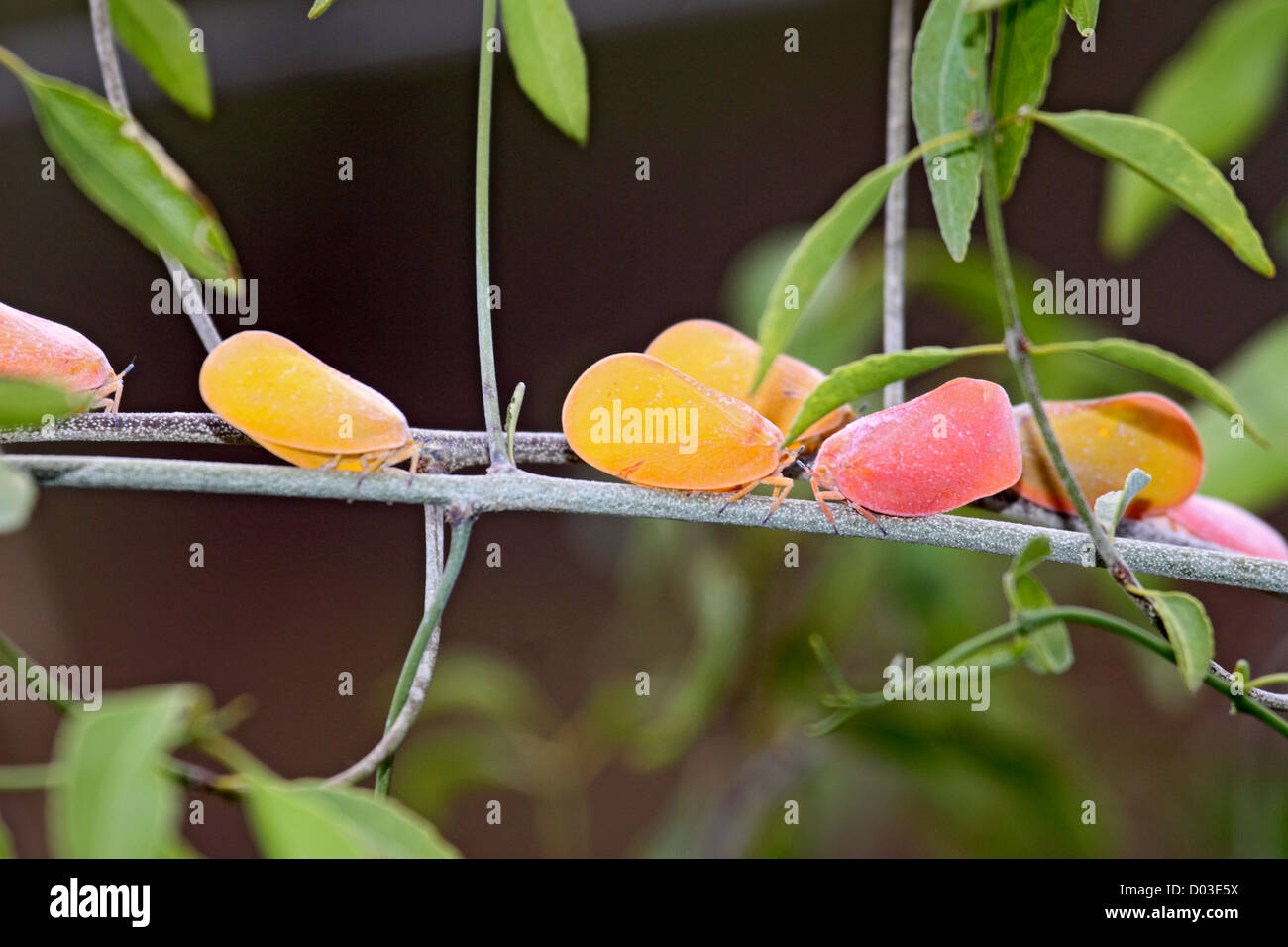 Flatid leaf bugs imagos on branch in Madagascar Stock Photo