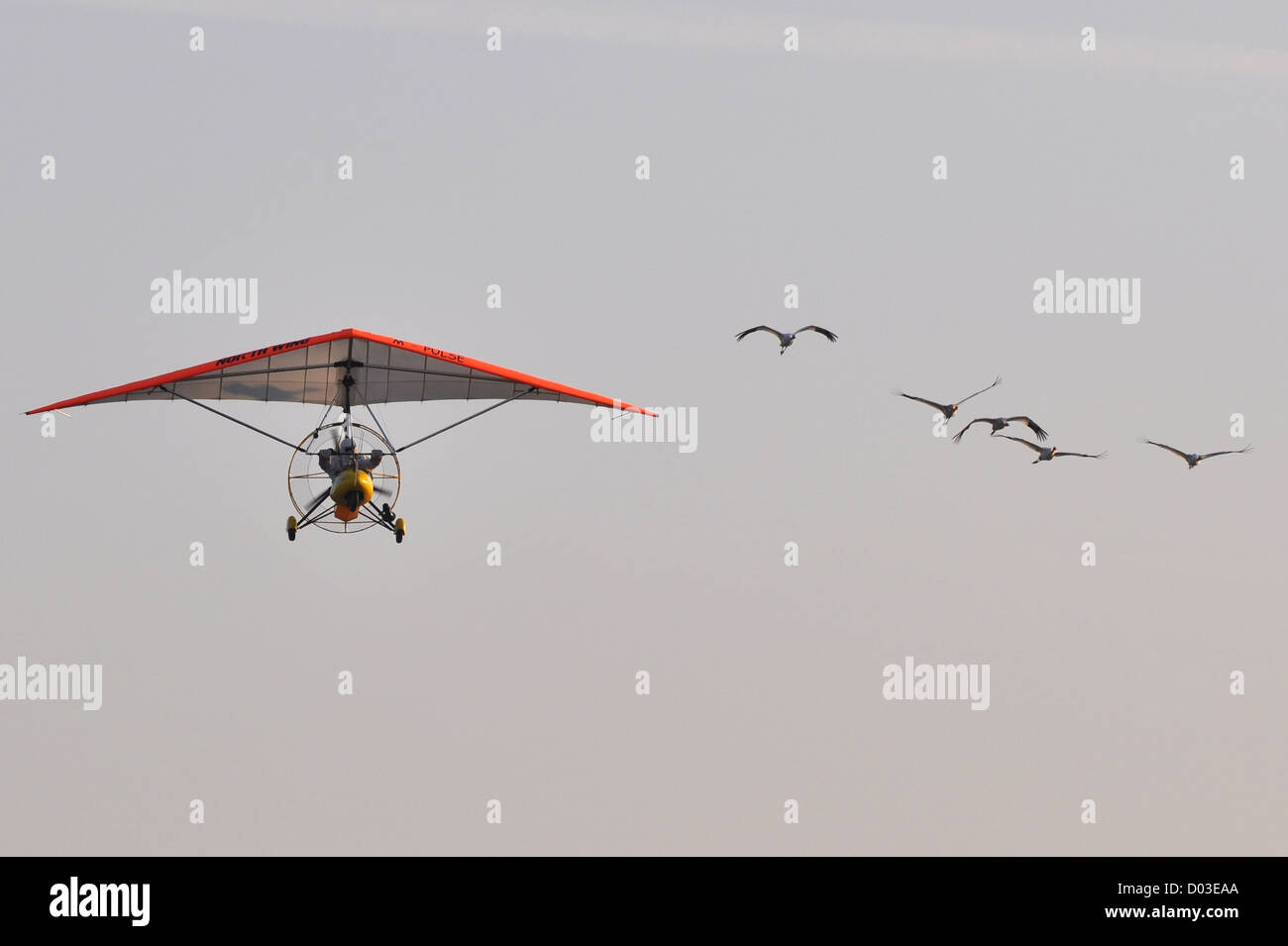Endangered whooping cranes follow an ultralight trike to help them learn their migration route from Wisconsin to winter grounds in Florida October 9, 2012 above Pencatonica, IL. Stock Photo