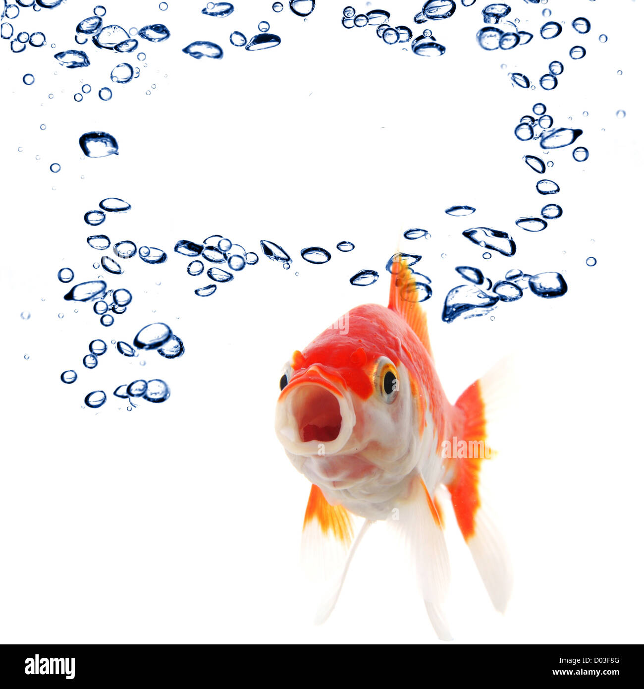 goldfish an water bubbles with blank and empty copyspace Stock Photo