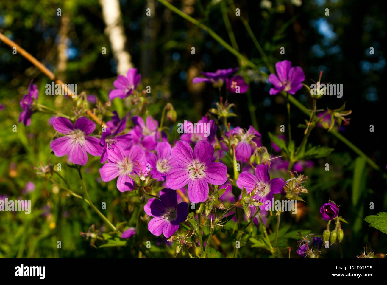 Purple summer plant finland hi-res stock photography and images - Alamy