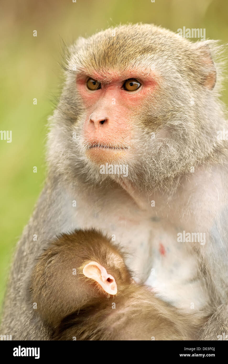 Mother and baby monkey, the Formosan Rock Macaque (Macaca cyclopis) is a macaque endemic to the island of Taiwan Stock Photo
