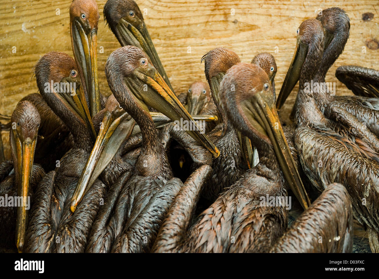 Nov. 15, 2012 - BP has agreed to plead guilty to felony charges and pay $4.5 billion in penalties for the Deepwater Horizon oil-rig accident and spill. PICTURED:  June 8, 2010 - Buras, Louisiana, U.S. - Oil stained brown pelicans wait in a holding box to be cleaned at an animal rescue facility in Fort Jackson. Oil from the Deepwater Horizon oil spill continues to wash a shore along the Gulf of Mexico all the way to Florida. Over the past six weeks the rescue facility has helped hundred of oil coated birds. (Credit Image: © Robin Loznak/ZUMApress.com) Stock Photo