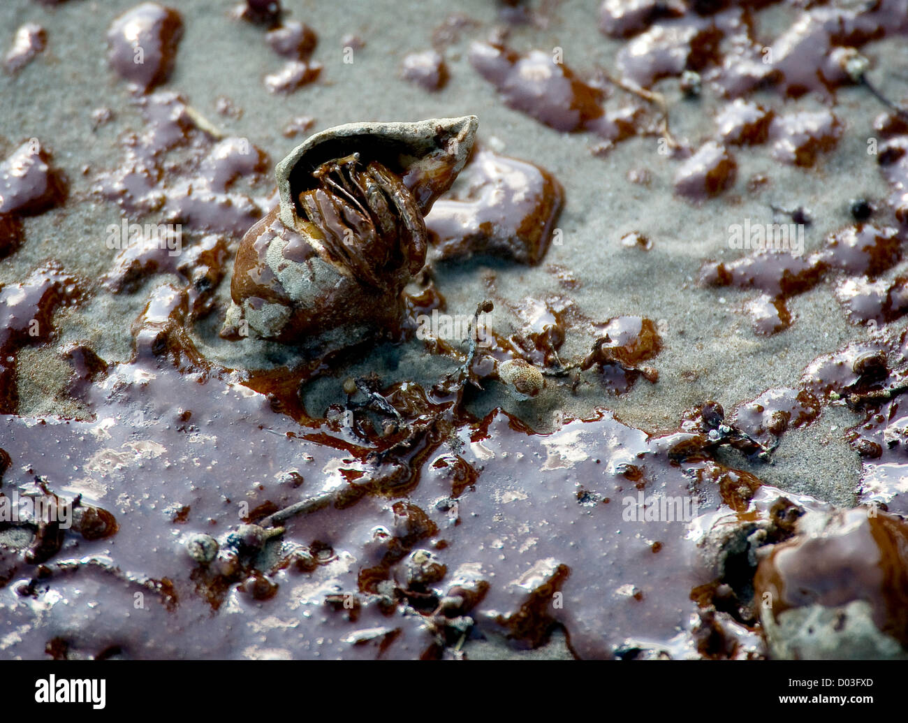 Nov. 15, 2012 - BP has agreed to plead guilty to felony charges and pay $4.5 billion in penalties for the Deepwater Horizon oil-rig accident and spill. PICTURED:  June 10, 2010 - Grand Island, Louisiana, U.S. - A live hermit crab is mired in thick oil from the Deepwater Horizon oil spill on Grand Isle. Oil continues to wash a shore on Grand Isle and many residents are very angry. (Credit Image: © Robin Loznak/ZUMApress.com) Stock Photo