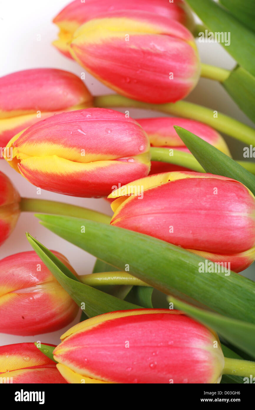 Tulips isolated on a white and background Stock Photo - Alamy